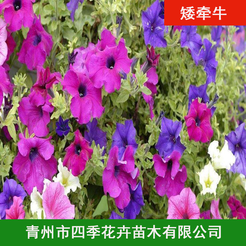 矮牵牛4.jpg